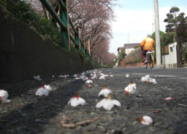 荒川土手090331・２