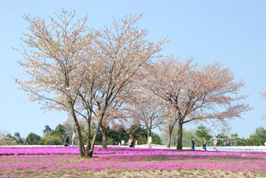 太田の芝桜・３
