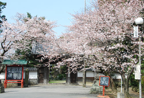 歓喜院の桜2010.4.4