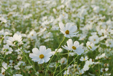 にった花トピア・８