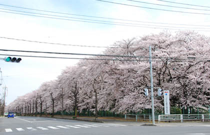 JFE建材の桜2011.4.8・１