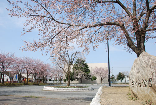 妻沼・さくら公園の桜2010.4.4