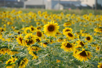 にった花トピア・９