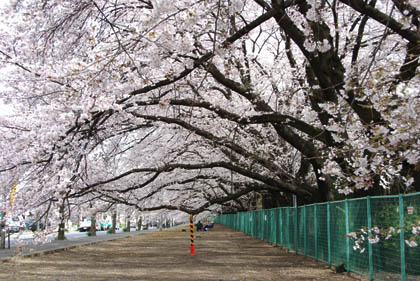 JFE建材の桜2011.4.8・２