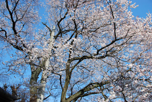 安楽寺の桜090328・２