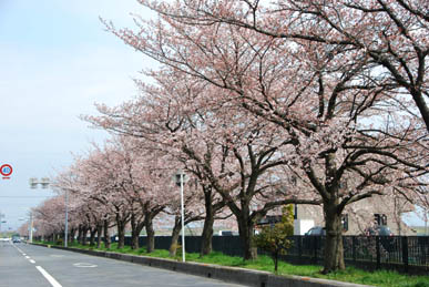 妻沼・さくら遊歩道の桜2010.4.4・１