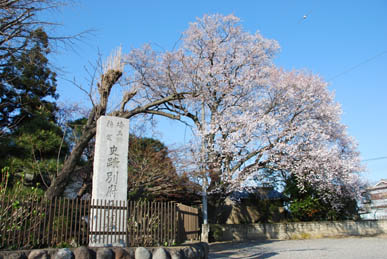 安楽寺の桜090328・３