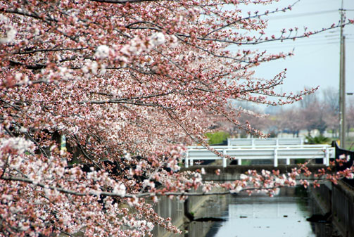 妻沼・さくら遊歩道の桜2010.4.4・２