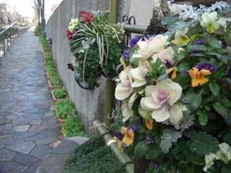 星川の花・４
