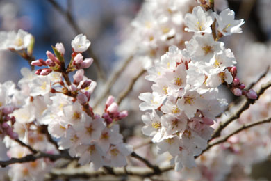 安楽寺の桜090328・４