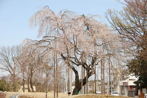 立正大学の桜090328・１
