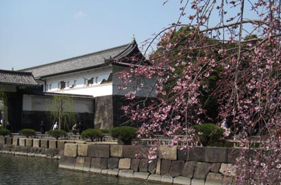大手門前の枝垂れ桜