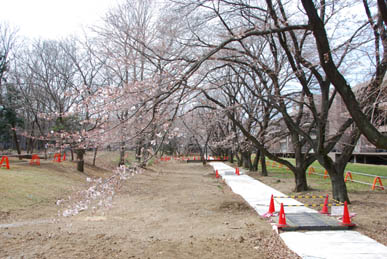 立正大学の桜090328・２