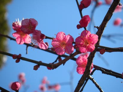小紅梅の早咲きもいたよ<br />
石川後楽園・紅梅