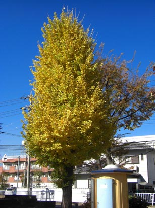 万平公園イチョウ２