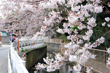 聖天様近くの桜2010.4.4