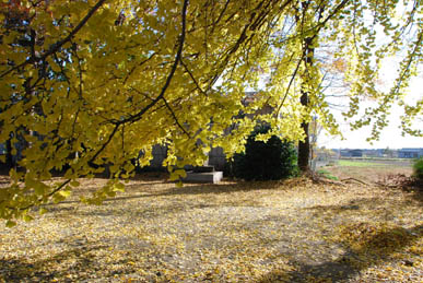 熊谷市のイチョウ大木２
