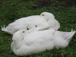 水城公園　アヒル・１