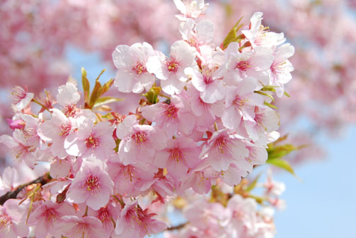 熊谷運動公園の桜１