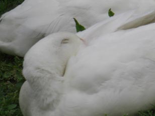 水城公園　アヒル・２