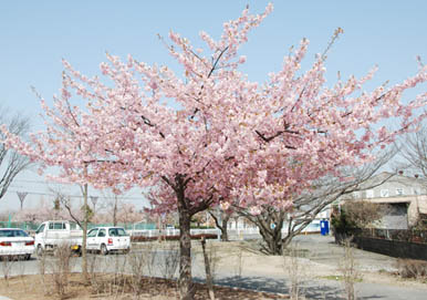 熊谷運動公園の桜２