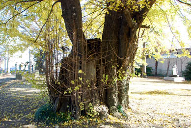 熊谷市のイチョウ大木３