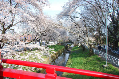 深谷駅前の桜090405・４