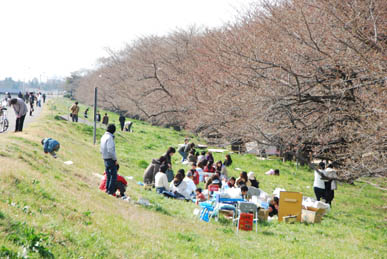 熊谷桜堤090327・２