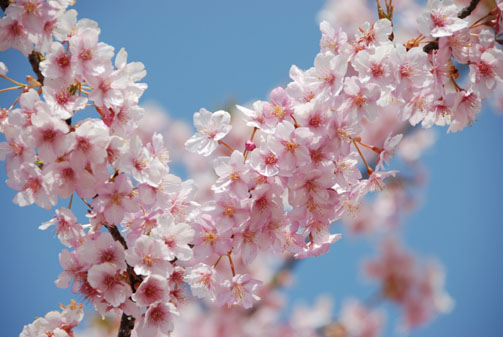 熊谷運動公園の桜３