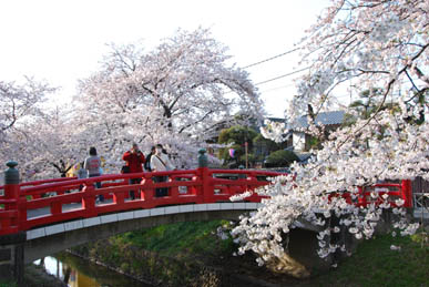 深谷駅前の桜090405・５