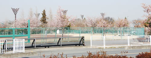 熊谷運動公園の桜４