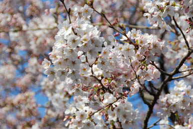 深谷駅前の桜090405・６