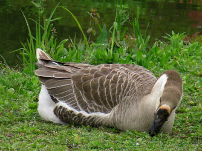 水城公園　ガチョウ・２