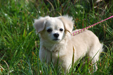 熊谷桜堤090327・３