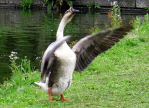 水城公園　ガチョウ・３