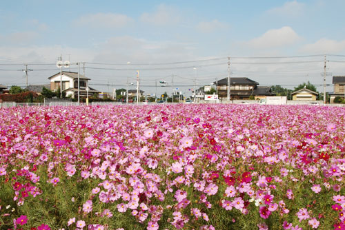 池上地区コスモス・１