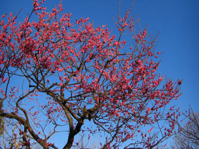 緑の王国2010.3.3・２