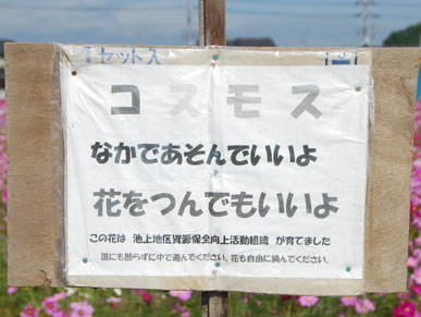 池上地区コスモス・２