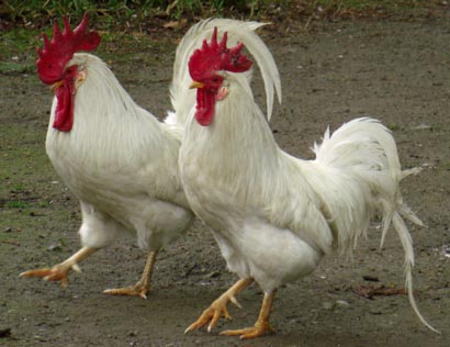 水城公園　ニワトリ・１