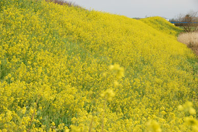 熊谷桜堤090327・５