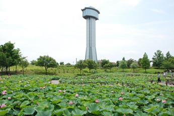 古代蓮公園080627・２