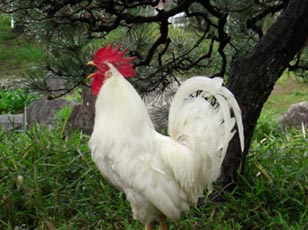 水城公園　ニワトリ・２