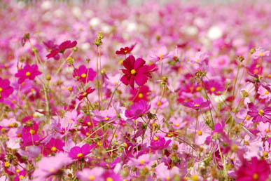 池上地区コスモス・３