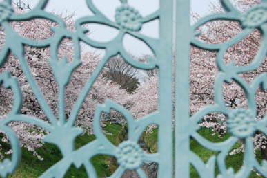 深谷駅前の桜2010.4.6　３