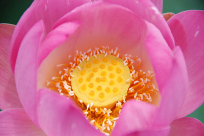 古代蓮公園080627・３