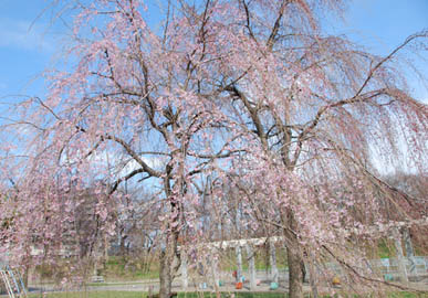 万平公園090327・２