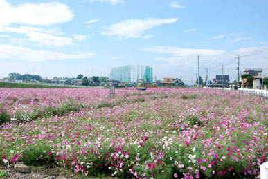 下川上地区コスモス・１