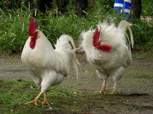 水城公園　ニワトリ・３