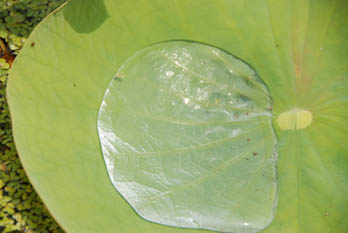 古代蓮公園080627・４