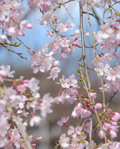 万平公園090327・３